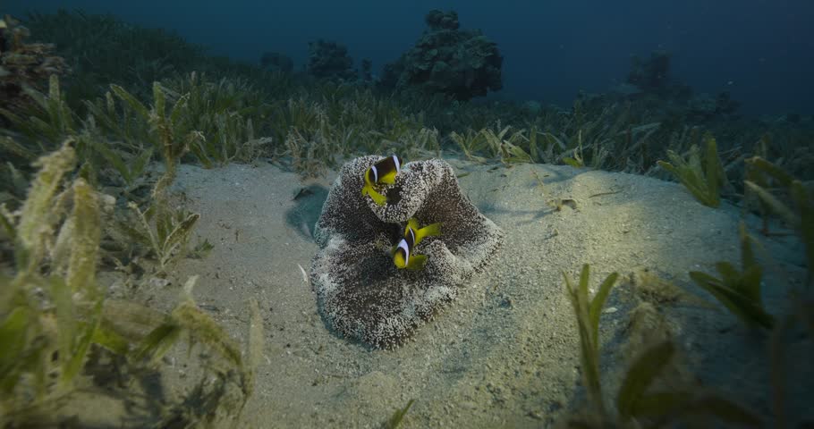 Red sea. Clownfish and anemone.
