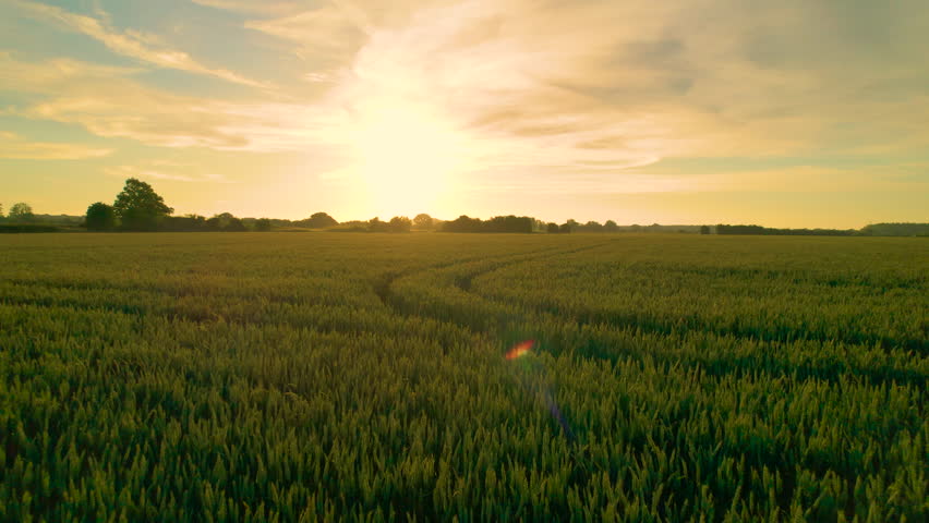 AERIAL, LENS FLARE: A large lush wheat field in beautiful golden evening light. Last rays of summer sun illuminate green cereal plants growing in the English countryside on the outskirts of Canterbury