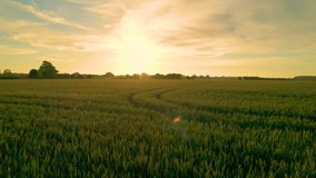 AERIAL, LENS FLARE: A large lush wheat field in beautiful golden evening light. Last rays of summer sun illuminate green cereal plants growing in the English countryside on the outskirts of Canterbury - Powered by Shutterstock - Get 15% off with code: PIKWIZARD15