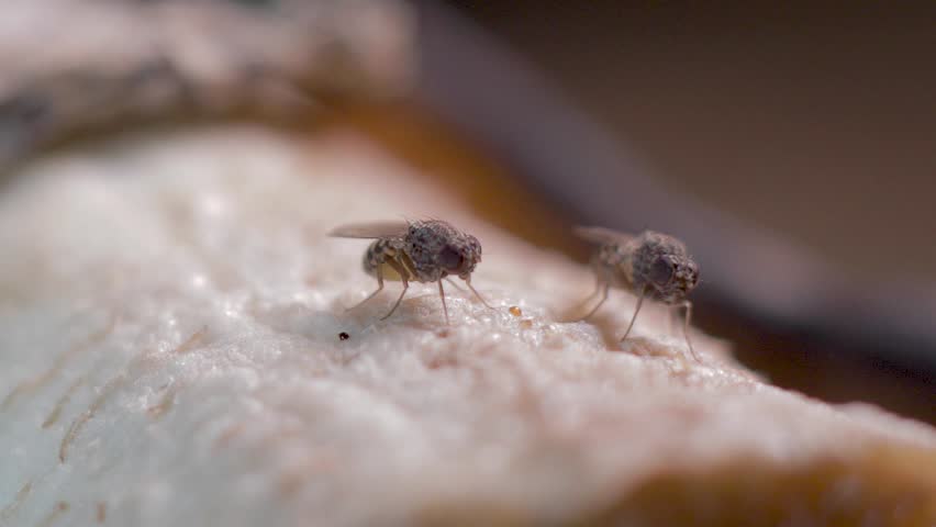 Two flies walking on a rotten banana. Food waste concept