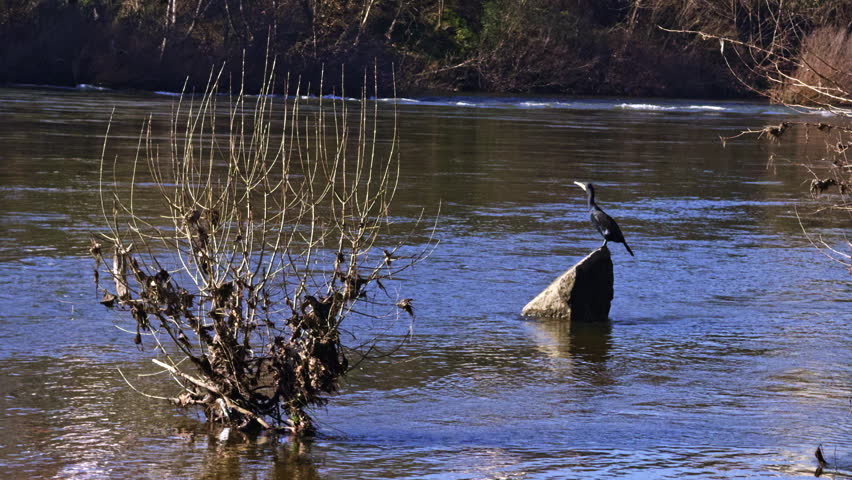 a bird in the wild defecates while sitting on a stone in the river