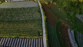 Drone shot of senior farmers walking in the middle of agricultural field to go to the plantation. Aerial view of Indonesian countryside. Rural landscape.