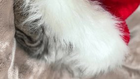 Cute Christmas cat Lovely New Year ad or Christmas business card A small striped Siberian kitten hides under a red New Year's hat, he looks out with one eye, opening it with his paw space for text