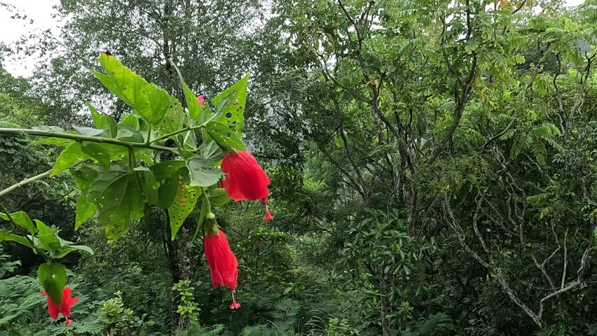 Malvaviscus (Turk's cap mallow, wax mallow, sleeping hibiscus, mazapan). This plant is used mostly for wounds, fever, hypertension, sore throat, bronchitis, gastritis, and liver problems Royalty-Free Stock Footage #3432535069