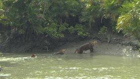 4K video footage of a Female Bengal Tiger mother with cubs swimming across a narrow creek in Sundarban mangrove forest of West Bengal India