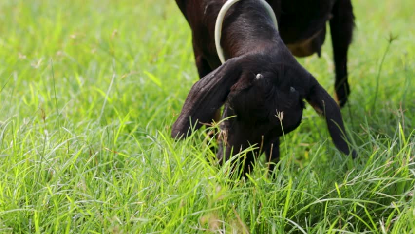 Black goat eating fresh grass