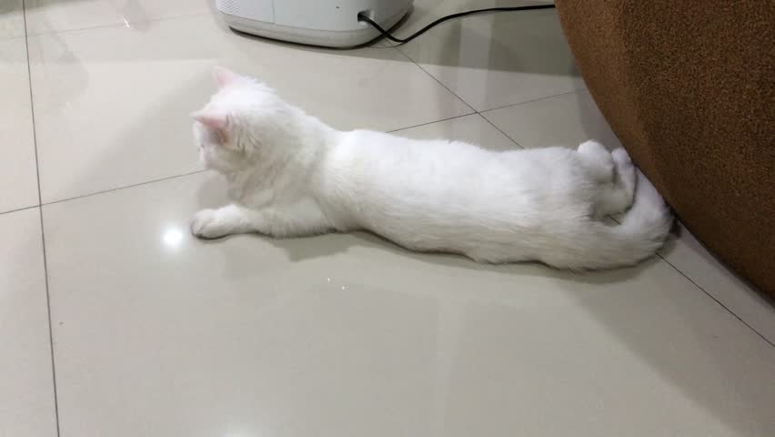 White Persian cat playing with little girl