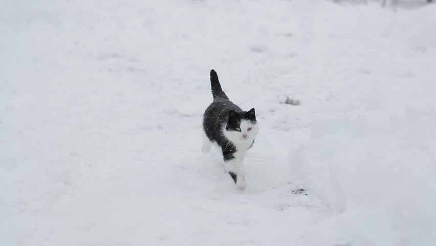 black and white cat running through the snow slow-motion shooting Royalty-Free Stock Footage #34326202
