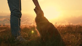Woman strokes dog spaniel with hand, outdoors. Dog get caress from owner. Owner feeding red dog, sunset during hike. Closeup dog sitting next its owner. Human animal friendship. Owner loves pet - Powered by Shutterstock - Get 15% off with code: PIKWIZARD15