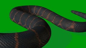 Snake green screen 4k, Easy editable green screen video, high quality vector 3D illustration. Top choice green screen background