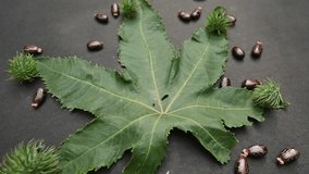 Castor seeds slow motion video. Ricinus communis, the castor bean or palma christi is a species of perennial flowering plant in the spurge family. Many Ayurvedic medicines are made from its oil.