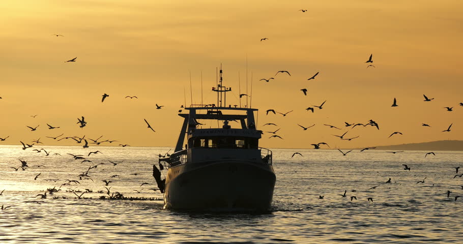 fishing boat coming back to the harbour at sunset, France