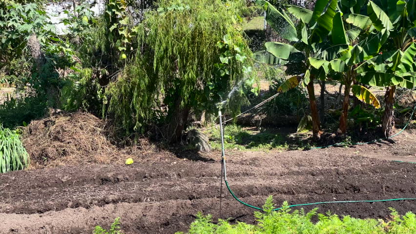 Automatic water sprinkler spins in plantain crop. Vegetation and crop Aspersion sprinkling
