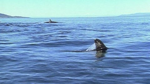 Orca whales breaching surface slow motion  స్టాక్ వీడియో