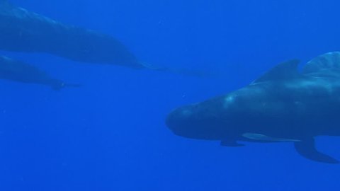 Slow Motion Two Blue Whales Video De Stock 100 Libre De Droit Shutterstock