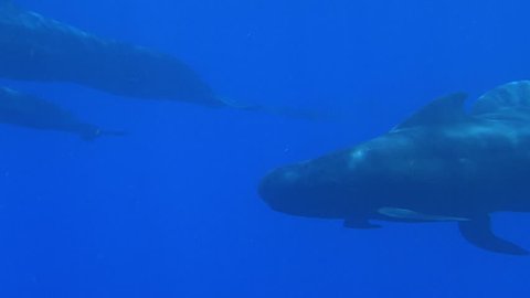 Slow Motion Two Blue Whales Video De Stock 100 Libre De Droit Shutterstock Slow Motion Two Blue Whales Video De Stock 100 Libre De Droit Shutterstock