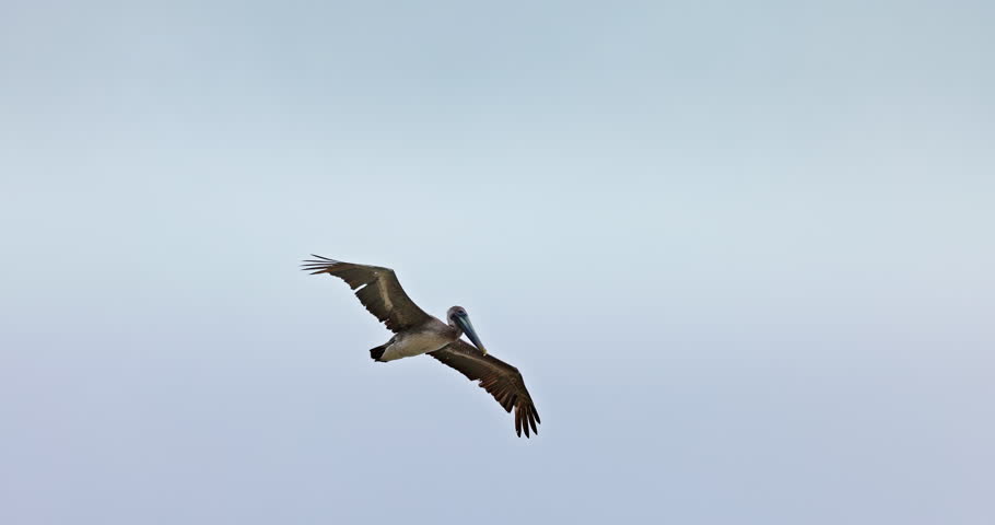 Pelican Bird with Spread Wings flying in sky over caribbean sea 4k Video