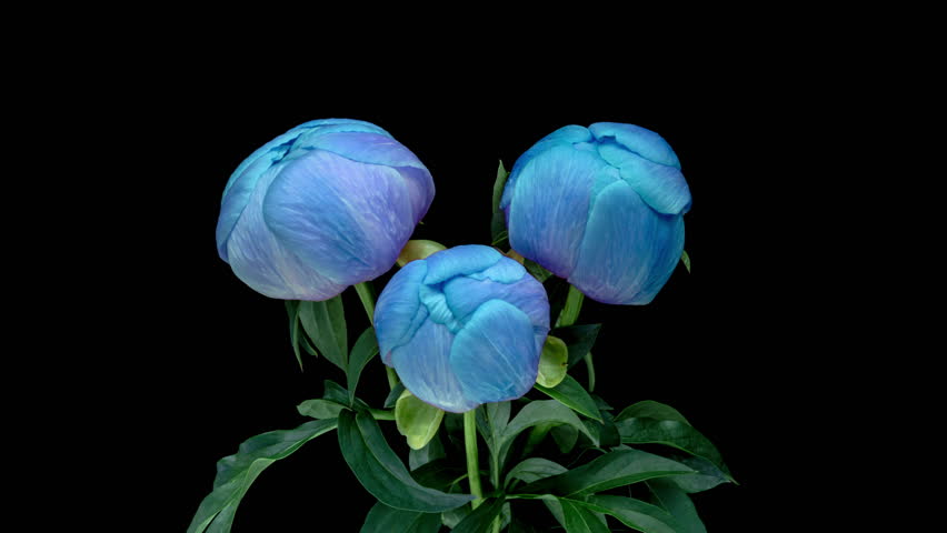 Beautiful blue peony flowers blooming on black background. Mothers Day concept. Holiday, love, birthday design backdrop Royalty-Free Stock Footage #3432826501