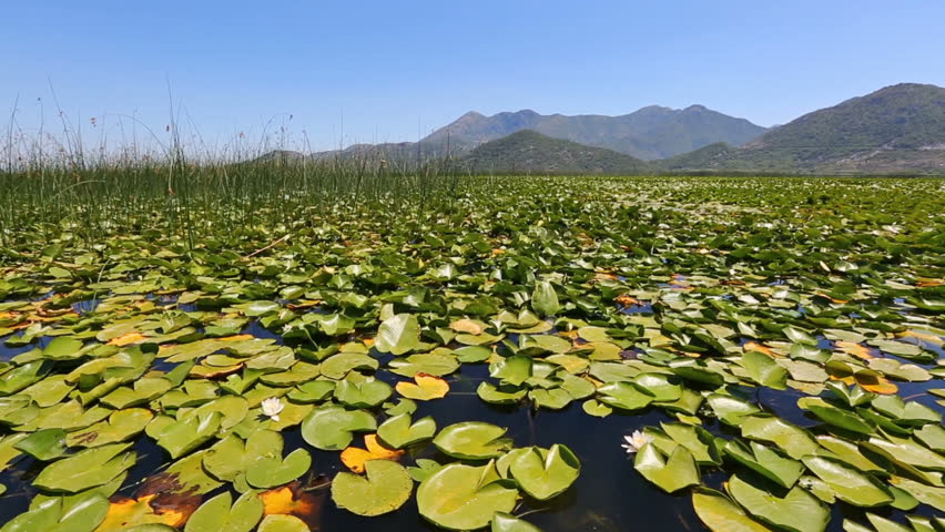 View from moving boat on the famous Lake Skadar in Montenegro