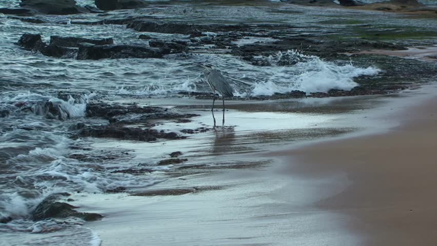 Grey heron on background of shore and ocean waves of Galapagos Islands. Gray heron is adorable bird valued for its beauty and hunting skills, is large bird species native to Galapagos Islands. Royalty-Free Stock Footage #3432935323