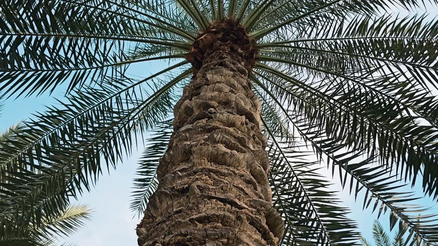 In a United Arab Emirates palm oasis, the roots of an old palm tree emerge from the ground, telling a story of time's passage Royalty-Free Stock Footage #3432949191