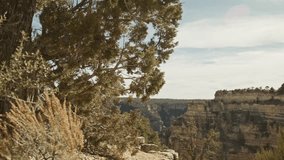 Grand Canyon National Park South Rim in Arizona with dolly shot and pan moving from tree to reveal canyon.