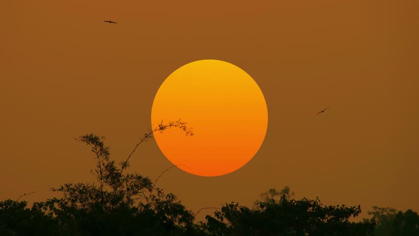 Silhouette of birds flying by big orange sun over forest. Establishing shot from Bangladesh