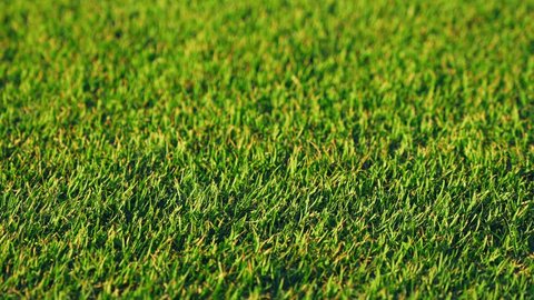Fresh green grass background. Close-up of plant stems. Natural landscape of a golf course. Summer grass lawn with blurred background. : vidéo de stock