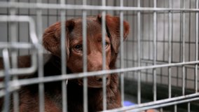 Dog in animal shelter waiting for adoption. Homeless dog in cages. Abandoned dog waiting for adoption behind the fence. - Powered by Shutterstock - Get 15% off with code: PIKWIZARD15