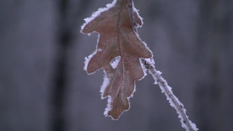 The frozen oak leaf froze on the branch. A rim of frost formed around the leaf