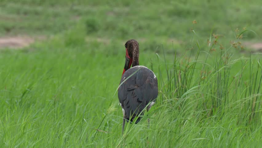 Saddle-Billed Stork With Water Dripping From Beak In African Wetland, Side Profile, Medium Shot, Slow Motion