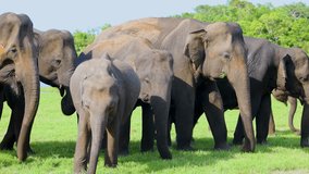 The most beautiful videos of elephants in Sri Lanka