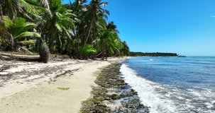 Paradise wild tropical island beach with palm trees and caribbean sea exotic nature landscape 4k video