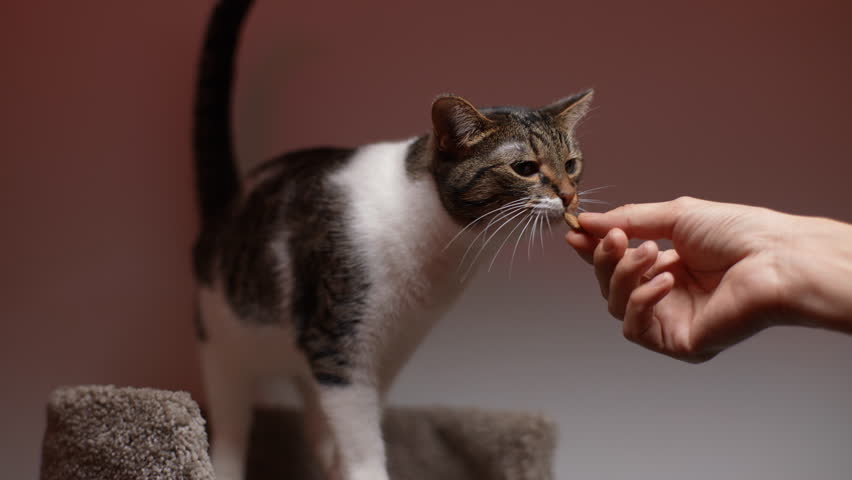 Pretty funny cat eating food from hand of owner at home. Close-up hands of unrecognizable woman giving food to cat in dark room with beautiful lighting. Feeding pet concept. Shooting in slow motion.