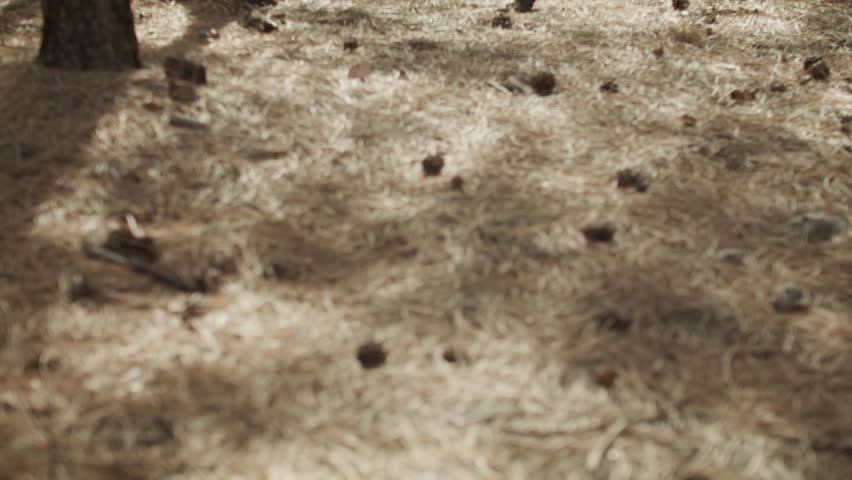 Wild horses grazing in the Grand Canyon National Park in Arizona with medium shot tilting up in slow motion.