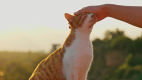 Stunning 4k video of a ginger cat sitting on a fence and enjoying being pet by a girl. There is a beautiful view of sunset (sunrise), with sea, beach, trees, and mountains in the background.