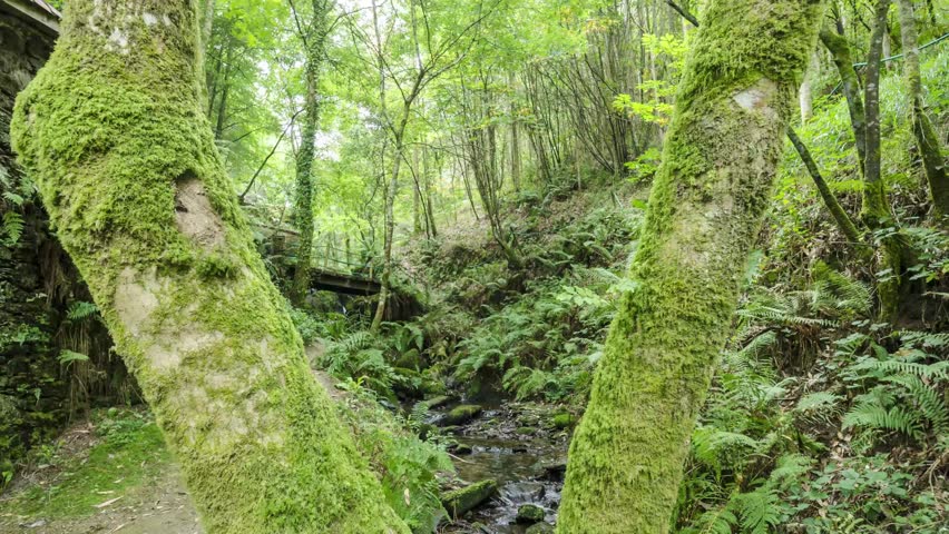 The camera moves through the two trees to give us a new perspective of the natural environment, wild and beatiful in which the action takes place