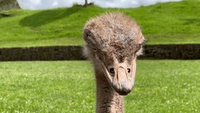 Video close-up of an ostrich head