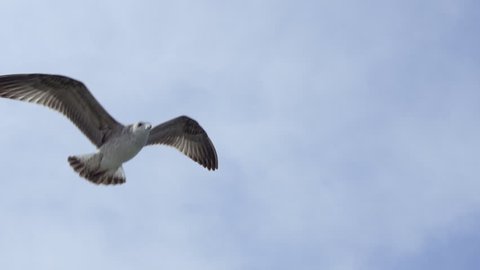 Flying seagull in blu sky