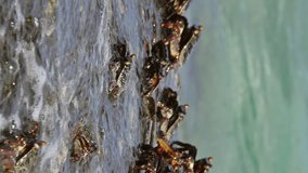 Crabs sit on coastal stones, between sea waves. Vertical video