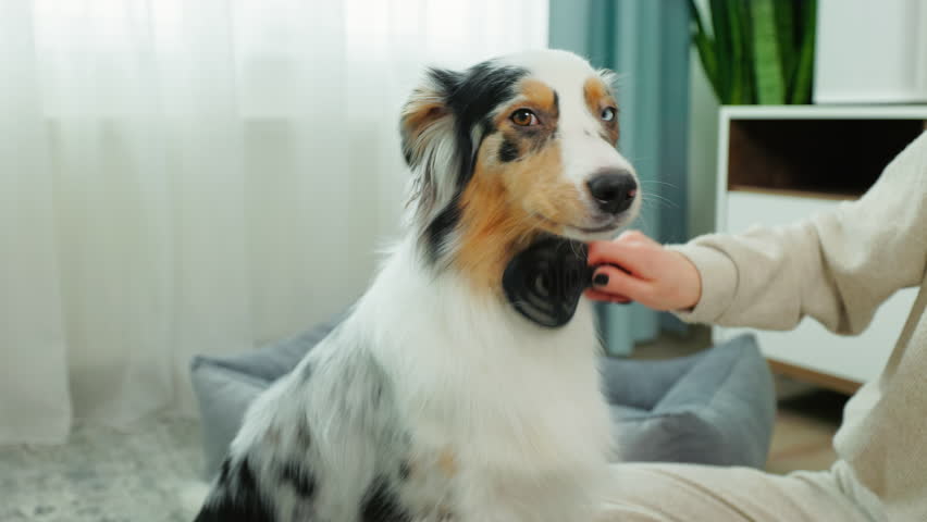 Woman with grooming tools, brushing and caring for her Aussie Shepherd at home