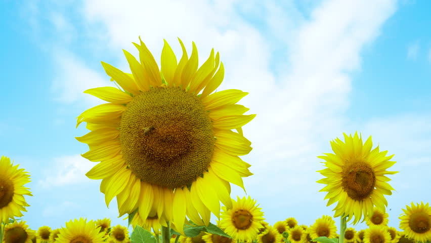 Field of sunflowers in full spring bloom with bee pollination. Royalty-Free Stock Footage #3433251229