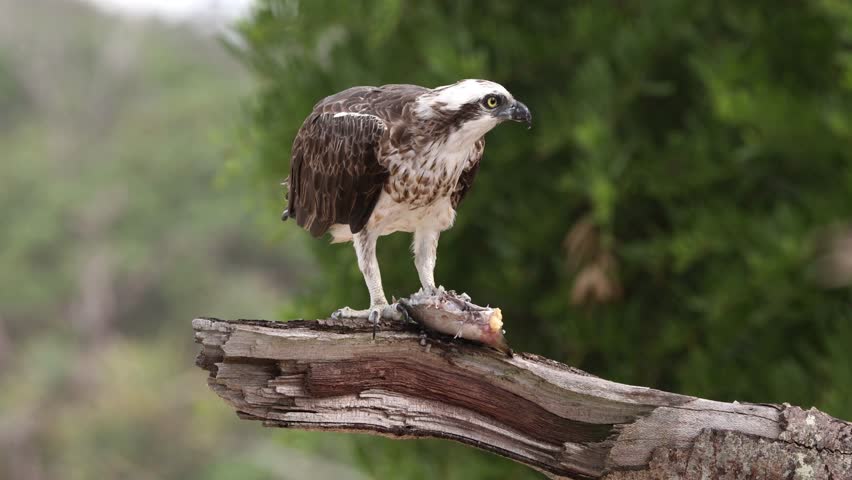 An osprey showing the power of its beak and claws while sitting on a branch and eating a fish it has caught in a creek nearby called Cudgen Creek at Hasting’s Point in New South Wales, Australia.
 Royalty-Free Stock Footage #3433254075