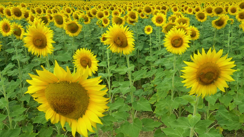 Field of sunflowers in full spring bloom with bee pollination. Royalty-Free Stock Footage #3433262057