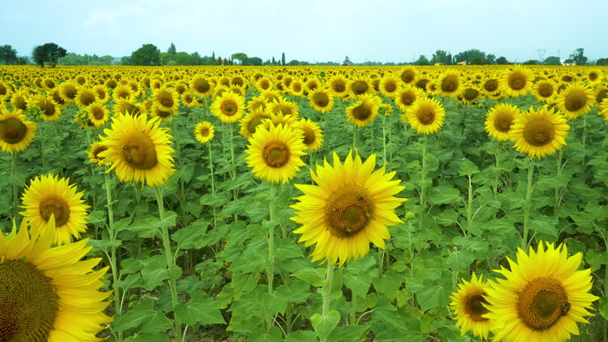 Field of sunflowers in full spring bloom with bee pollination. Royalty-Free Stock Footage #3433268979