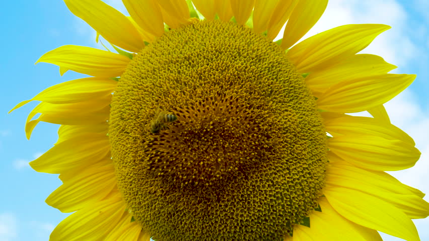 Detail of a sunflower in full spring bloom with bees collecting nectar. Royalty-Free Stock Footage #3433278729