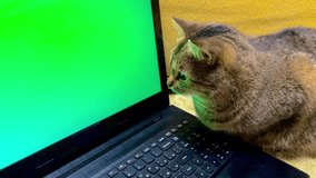 Clever cat looks carefully at green chromakey monitor. Funny video of a cat near an open laptop with a green screen. Tabby cat with round eyes close-up. Horizontal funny video pet for web advertising