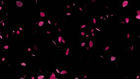 Floating red rose petals. Isolated natural 3D rose flowers. Wedding. Black background. 59,94fps