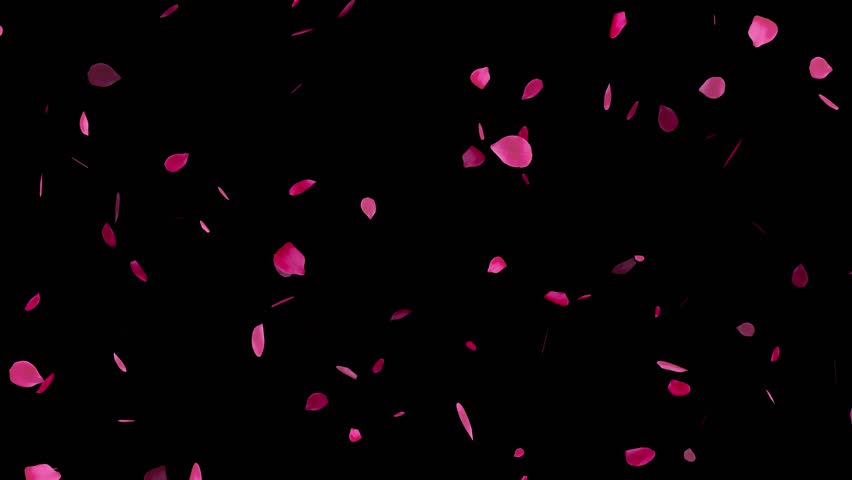 Floating red rose petals. Isolated natural 3D rose flowers. Wedding. Black background. 29,97fps Royalty-Free Stock Footage #3433471473