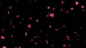 Floating red rose petals. Isolated natural 3D rose flowers. Wedding. Black background. 29,97fps